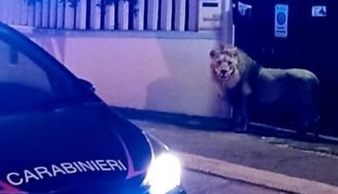 Panică lângă Roma: Un leu a scăpat de la circ și a umblat șapte ore pe străzi