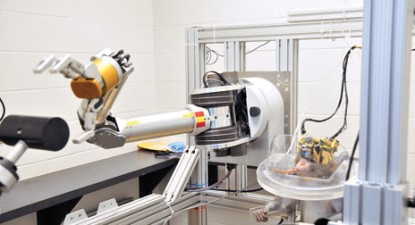 O maimuță a controlat un robot cu puterea minții - 68279abfb4e4b69fdfc6b37ccf7d3985.jpg