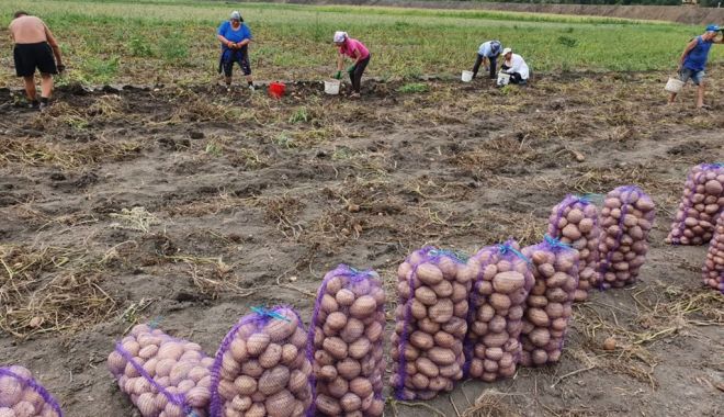 Producătorii de fructe și legume pot obține până la 300.000 de euro de la stat. Ce condiții trebuie îndeplinite