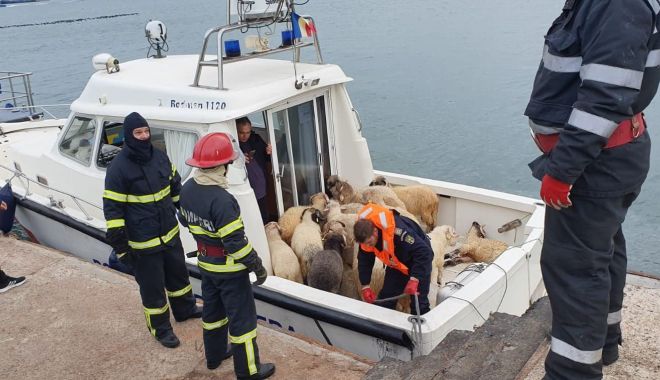 ANSVSA, informație de ultim moment. Ce se întâmplă cu oile salvate de pe nava răsturnată - 69320979534631983753803888267021-1574845748.jpg