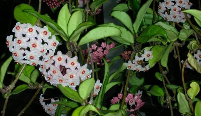 Seră nouă de flori la Cernavodă - 6961362608770-1383914604.jpg