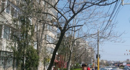 Atenție, cad pomi uscați! - 69cbae47f1fe34d1f5035e6256893528.jpg