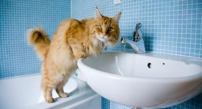 Veterinarul pe recepție - 6a0d1066c2ae0280c18ff4bad692156f.jpg