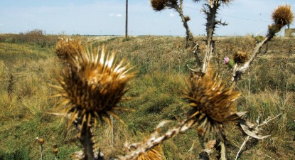 Terenurile agricole necultivate vor fi impozitate cu 400 de lei pe hectar - 6aca774f4adafd877e75508dfca5e550.jpg