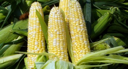 Prețul cerealelor s-a menținut la cote scăzute și în 2009 - 6c3054edb241eb48e04d0f546b8d0cf6.jpg