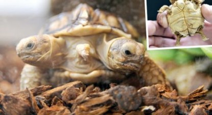 Două țestoase într-o carapace - 6c5b11f3e1565fbf29cd172885c22ead.jpg
