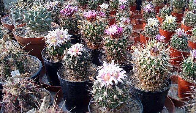 Din secretele cactușilor - 6novcactusi-1383745888.jpg