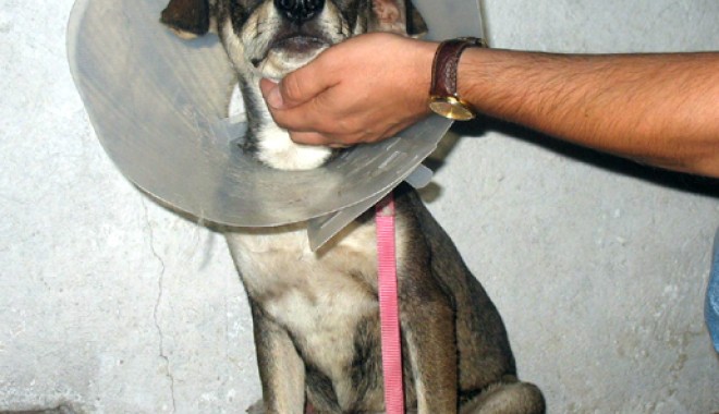 Piticu’ are nevoie de o casă! - 6septpiticularenevoiedeocasapiti-1346939045.jpg
