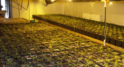 Plantație de droguri și mașini furate din străinătate, găsite la ferma lui Dimu Polifroni, din Lumina - 703c6796676e2bee7e30fdfdb47e24da.jpg