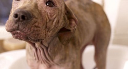 Vezi aici câinele fără blană care nu se poate bucura niciodată de zăpadă! - 7123bc005259d855df5c603f2f54c908.jpg