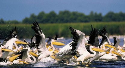 Natură, pescuit și aventură, într-o vacanță în Delta Dunării - 71a592ef199d8e8f91b3ee5feecd86f1.jpg