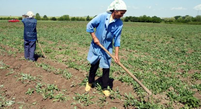 Criza economică a tăiat din veniturile agricultorilor români - 72454941bec768ea77b321583263c259.jpg