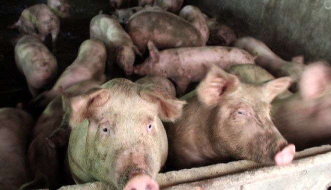 Pesta porcină a ajuns și în Dâmbovița. Numărul județelor afectate a ajuns la 13 - 7490301535112035adouafermacamari-1537087673.jpg