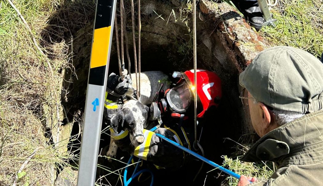 O altfel de intervenție. Pompierii constănțeni au scos cu succes un câine căzut în canal - 74d3ac9c690b47e88f7f3f3a1e7e27be-1747736951.jpg