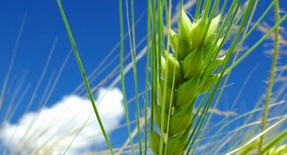 Suprafața cultivată ecologic a crescut cu 9%, în ultimul an - 790e50a4297cf3a654ffe48b8c8f93f2.jpg