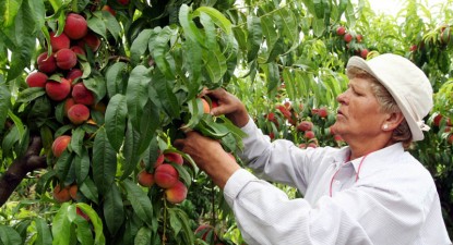 România a produs aproape 4 milioane tone de fructe și legume - 7945ab49f6845e9dec8c9d8240a182df.jpg