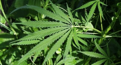 Fukushima, decontaminată cu marijuana? - 7a3bd1a79a7b85595b21c34410147dd4.jpg