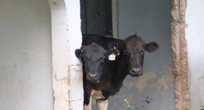 Polițiștii constănțeni previn furturile de animale - 7b9c59d91852846aefcd25d162d2ef57.jpg