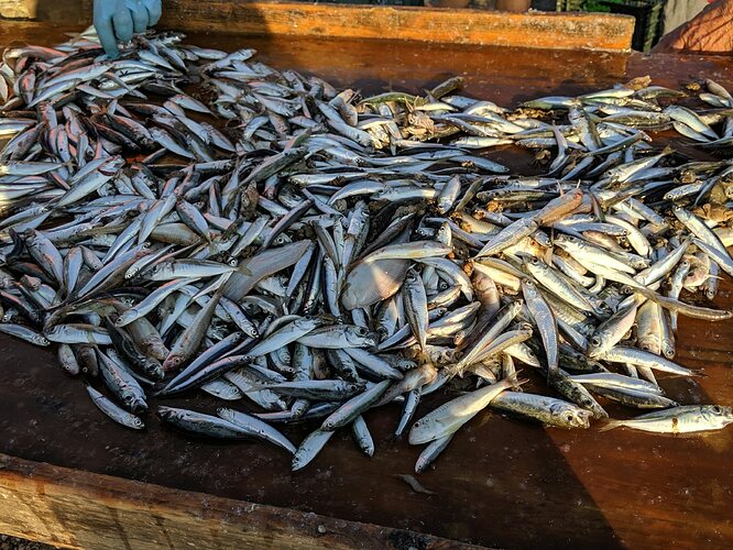 Marea Neagră, invadată de plastic. Ce ajunge în farfuriile noastre - 7ba1a6e7790fb08c999ea9fe02a151a8-1768477476.webp