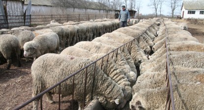 Oierii români au exportat produse de 500 de milioane de euro, fără ajutorul statului - 7d2578091727918ed91a5bcf8639543a.jpg