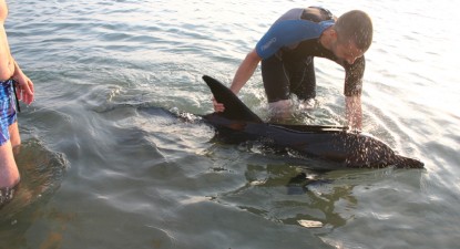 Exercițiile militare din larg afectează delfinii din Marea Neagră - 7ef512d1f5d9857f8e6464a95949b290.jpg