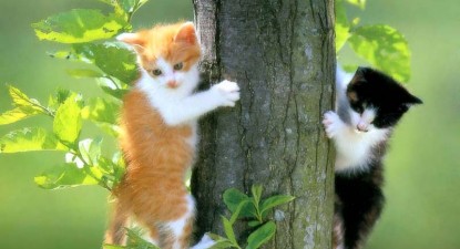 Veterinarul pe recepție - 7f01bbe09d5d873e346f0ea9371892bf.jpg