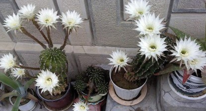Cactușii au nevoie de… atenție - 8018c2a5d2c6a86c19be358877fe64c8.jpg