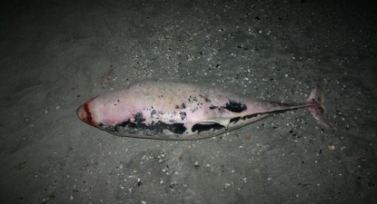 Delfin eșuat pe plaja din Mamaia - 804bfd285116c91c935176b2b199894d.jpg