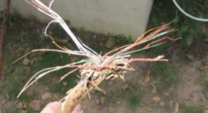 O bătrână de 75 de ani a lăsat Georgia și Armenia fără Internet - 83a8faf1bfa2d87516f59a5a454a04cf.jpg