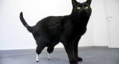 Pisica bionică și-a pus la încercare cele nouă vieți - 8445d22d5890d8be168d7bee1fc97985.jpg
