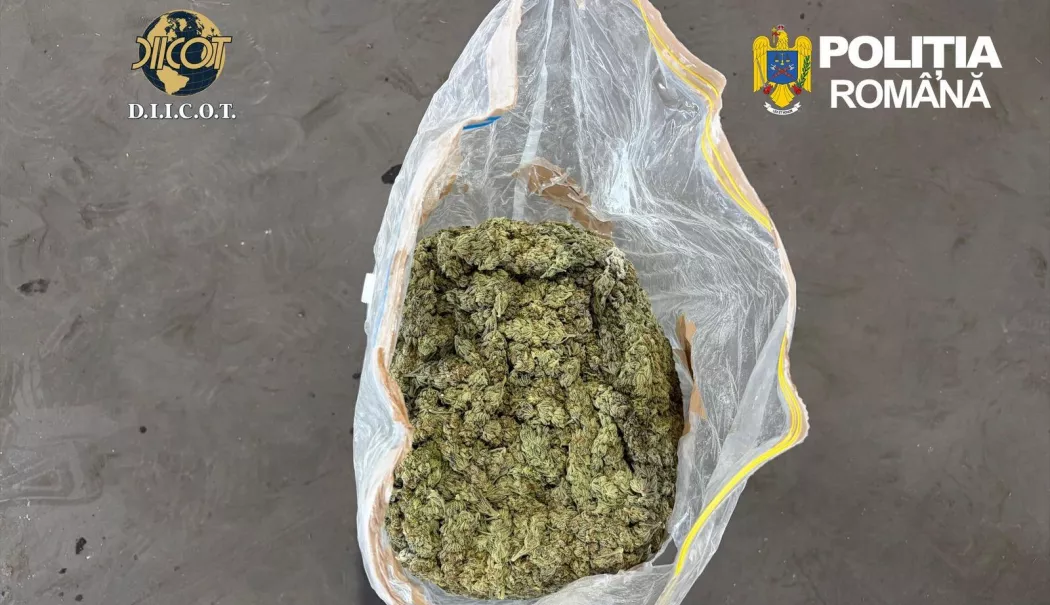 Tineri prinși de autoritățile constănțene după ce au comandat cinci kilograme de droguri din Spania - 84a4f672655845358fd6f52fa7dfe726-1782387857.webp