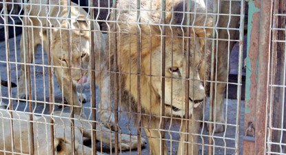 Maidanezii - potol pentru animalele de la Zoo?!? - 865a283222925ef2fd5fe07ac41a187b.jpg