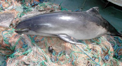 Delfinii au nevoie de ajutor pentru a supraviețui - 8662765691f07f66bde07ce0c11bc7be.jpg