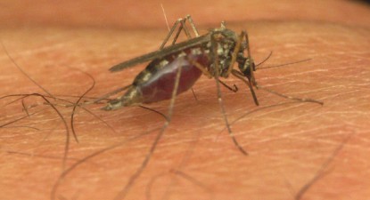 Febra, durerile de cap și vărsăturile – primele semne ale infectării cu virusul West Nile - 87200e5b167d3cc06ee14981d2003273.jpg