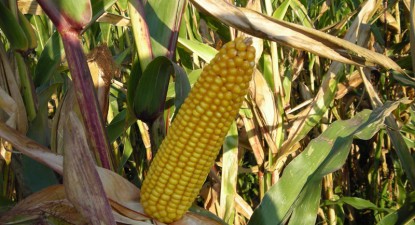 Agricultura constănțeană pariază pe porumb - 87dbd146a8f244cc7c6cf8f0a879b8fb.jpg