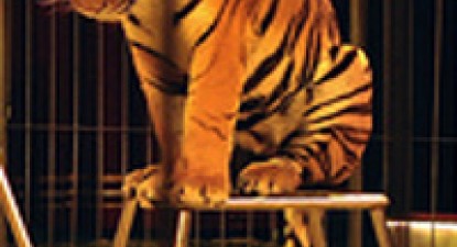 Britanicii vor să interzică folosirea animalelor sălbatice în circuri, după incidentul cu elefantul maltratat de un român - 894e368023917a6632dea5a7f3a80671.jpg