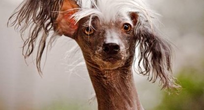Ați văzut un câine mai urât? - 89861ac5658b94d16cd92a3c10cf86d5.jpg