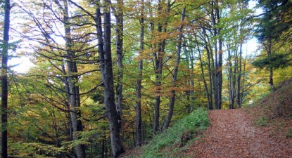 Constanța prinde rădăcini - 8b0c9f7e039ffe56c4100e06634dd815.jpg