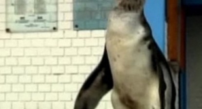 Polițiștii din Lima s-au pomenit cu un pinguin în curtea secției - 8e410842f37e68e4019bde0eb9242246.jpg