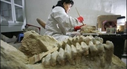 Un nou dinozaur uriaș, descoperit în Chile - 8e41bc3a65adf0140657739b80141e54.jpg