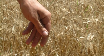 Producția estimată de grâu ecologic a scăzut cu 18%, în 2009 - 8f2e65c2d5797956636c41203cf99426.jpg