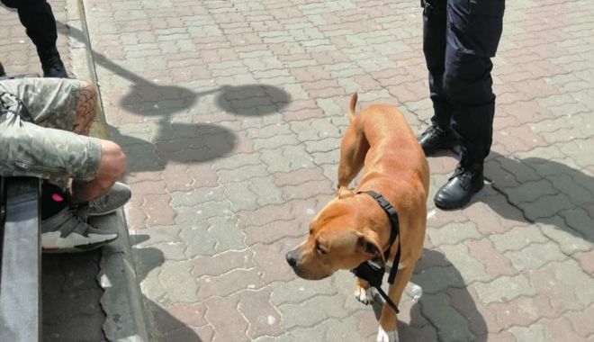 Pitbull lăsat liber prin Piața Ovidiu. Proprietarul, amendat de jandarmi - 8febrcaine-1612771825.jpg
