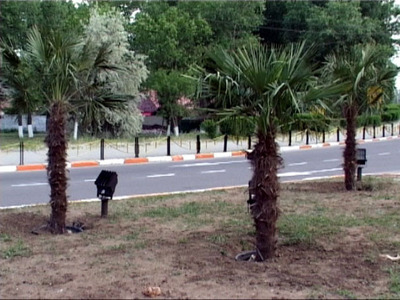 Arestat preventiv pentru furtul a 24 de palmieri - 8iuniepalmieri-1339148139.jpg