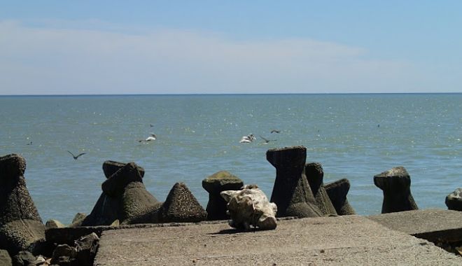 Delfin mort, găsit pe digul de la Eforie Sud - 8periboinapelicani-1522912333.jpg