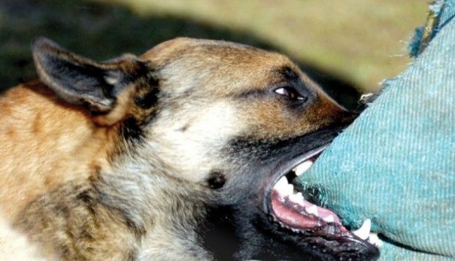 Bărbat de 43 de ani, mort după ce a fost atacat de câinele pe care voia să-l hrănească - 8rabie650x435-1564401916.jpg