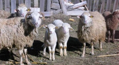 Carnea de miel, mai scumpă cu 20-30% decât anul trecut - 9119ce4ebae0bc04965f0201cf03d996.jpg