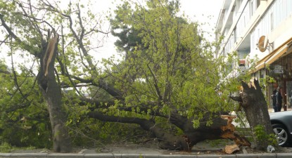 Atenție, cad copaci! - 92a69ed33c2cf792dc965b0b6b12300d.jpg