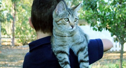 Încurajat de bonă, un copil își chinuiește animalele de casă ca pe propriile jucării - 92e24ce533fadce8dcf9c7feb75f2407.jpg