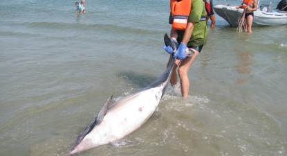 Numărul delfinilor din Marea Neagră a scăzut de aproape 20 de ori în ultimii 50 de ani - 94b5f673e3a759949253ecb2da9bf59f.jpg