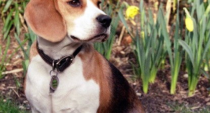 Veterinarul pe recepție - 94b9bd5fb94e5cb9b10155b3a4e7e836.jpg